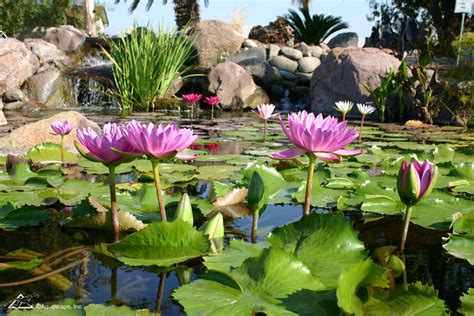 Pond Water Plants .